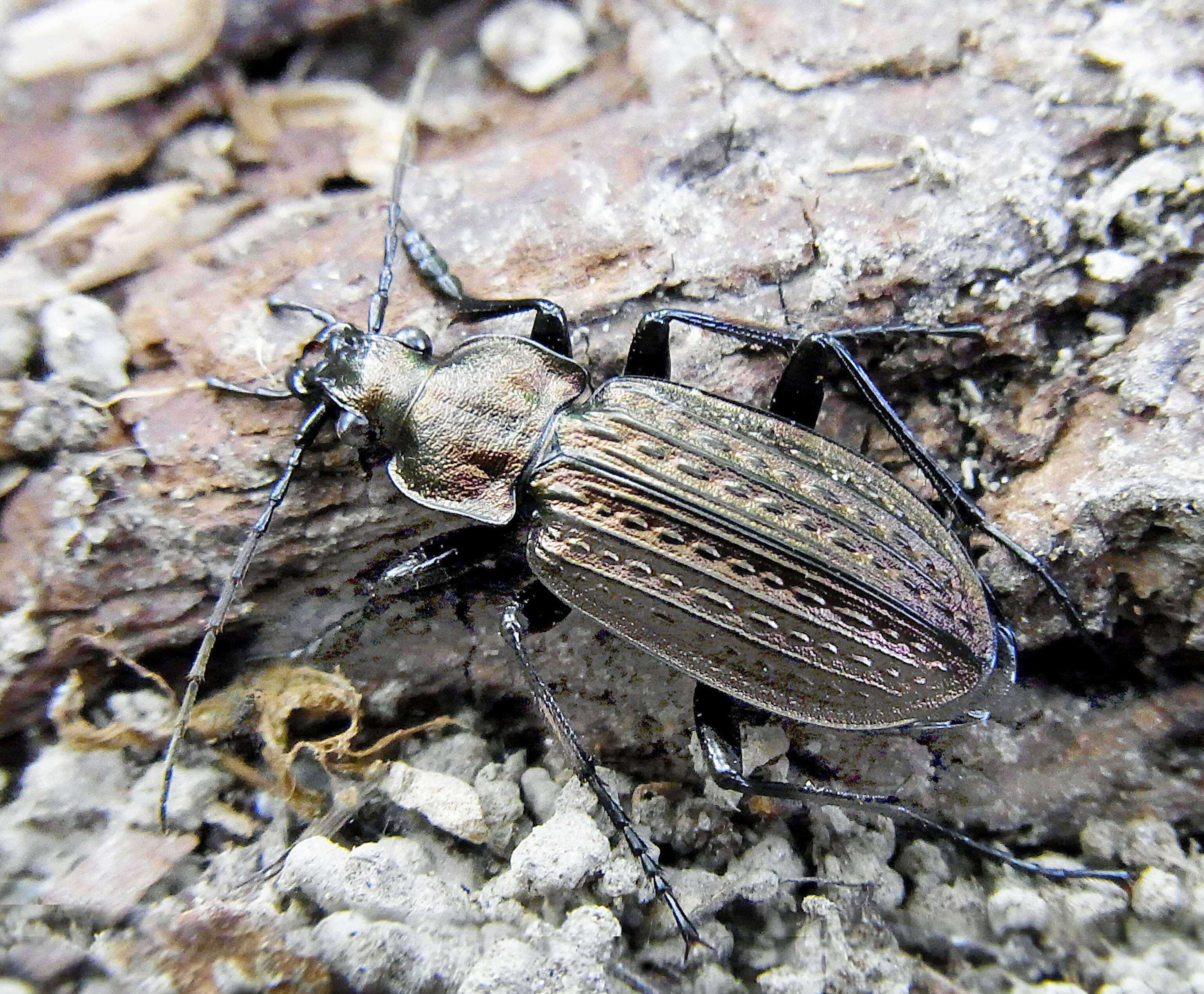 Image of Granulated Carabid