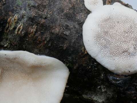 Image of Trametes hirsuta (Wulfen) Lloyd 1924