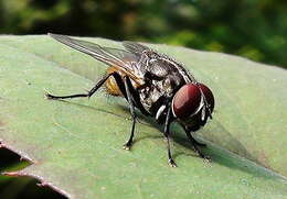 Image of house fly