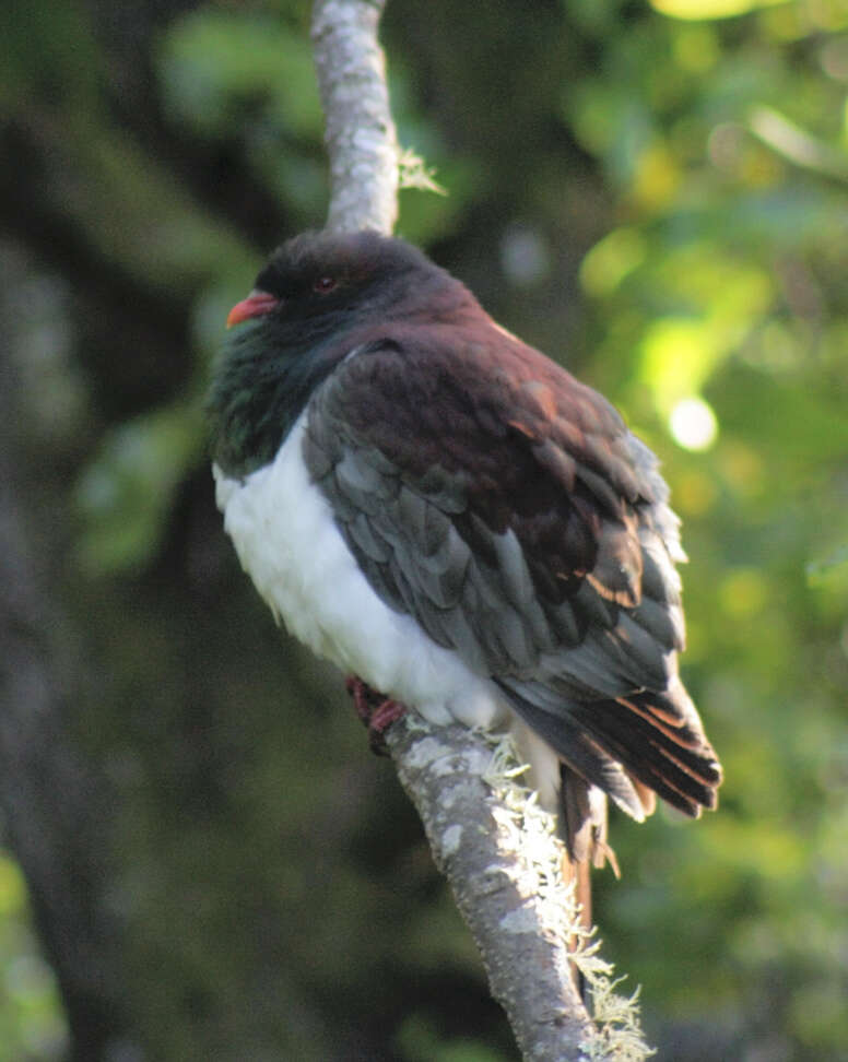 Image of Kererū