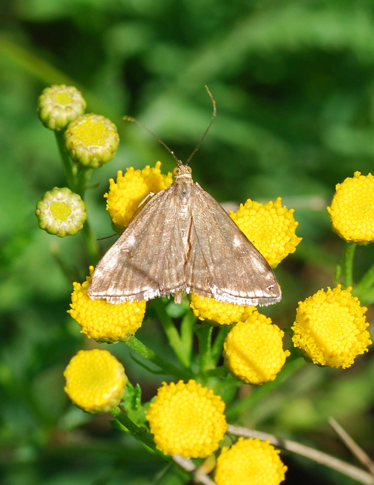 Слика од Loxostege sticticalis Linnaeus 1761