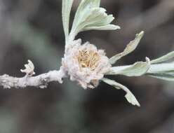 Image of Rhopalomyia florella Gagne 1983