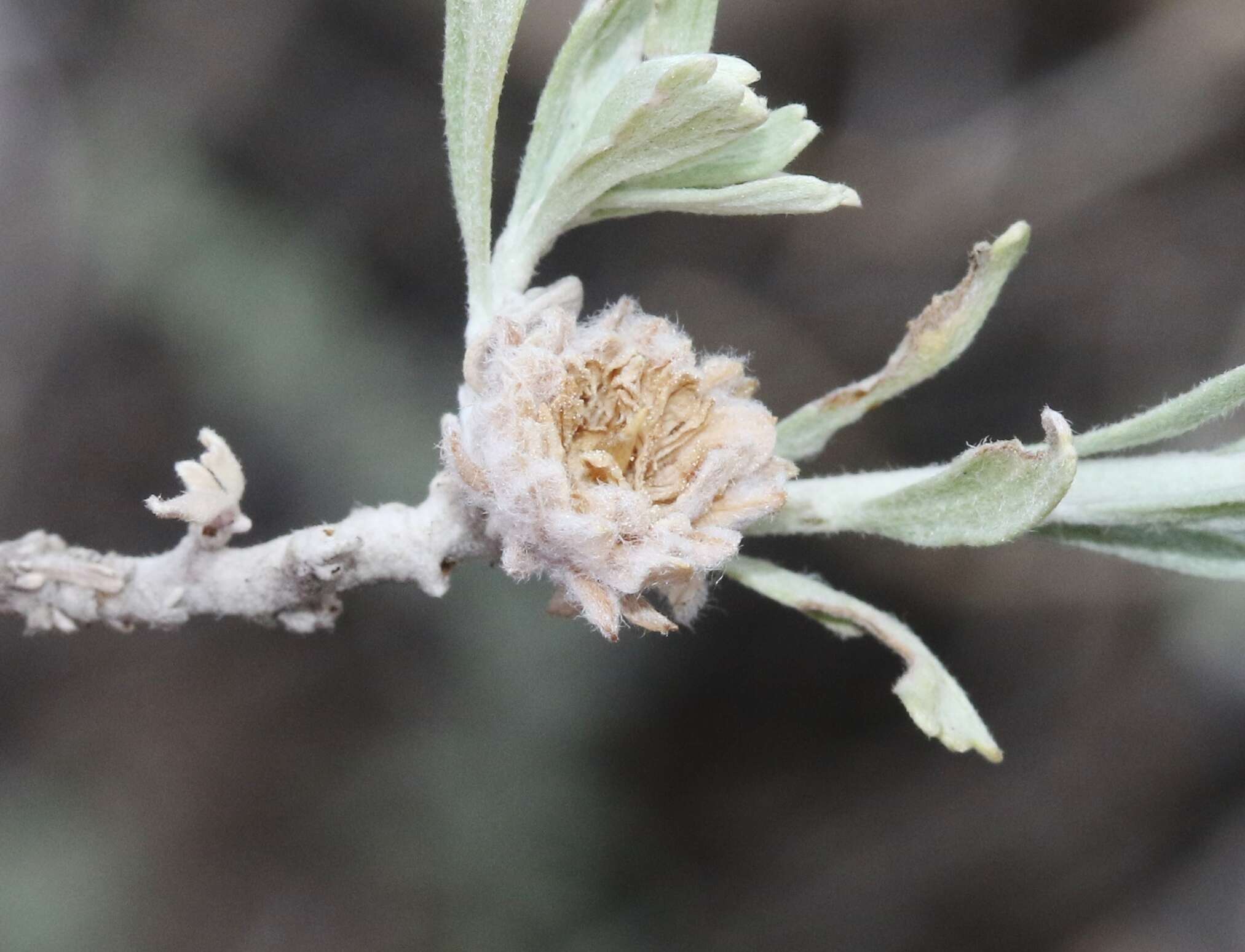 Image of Rhopalomyia florella Gagne 1983