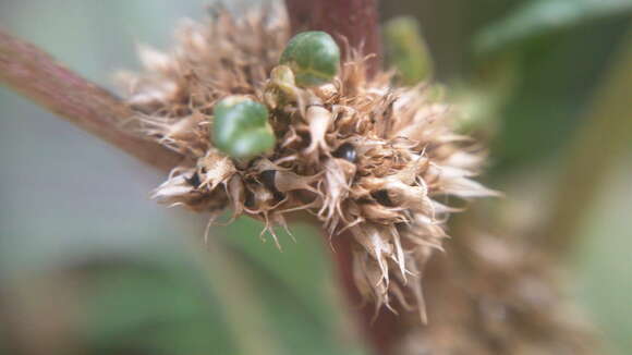 Plancia ëd Amaranthus tricolor L.