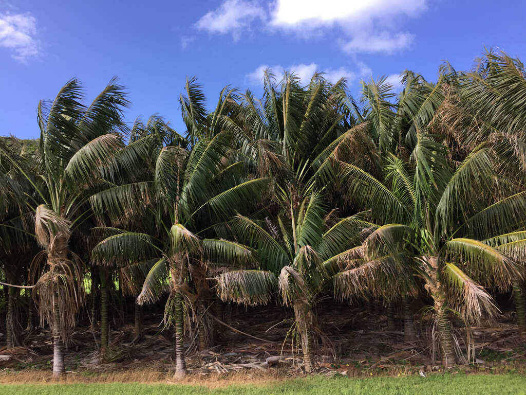 Howea forsteriana (F. Muell.) Becc. resmi