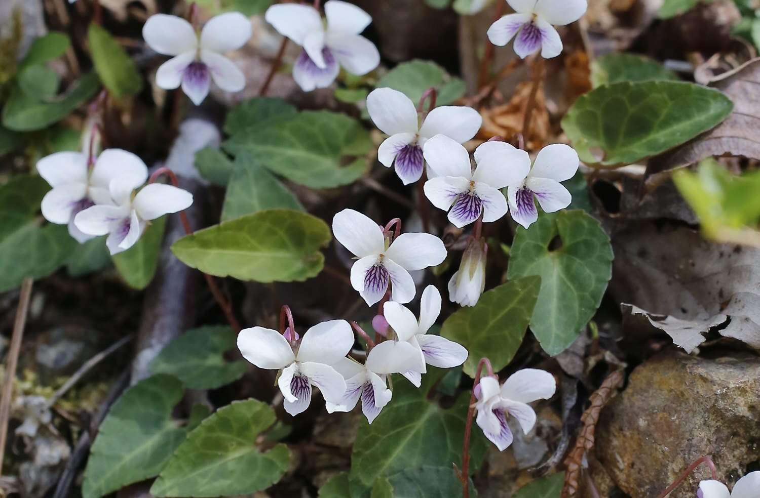 Image of Viola sieboldii Maxim.