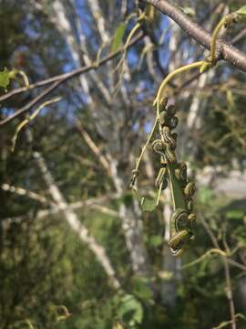 Image of Striped Alder Sawfly