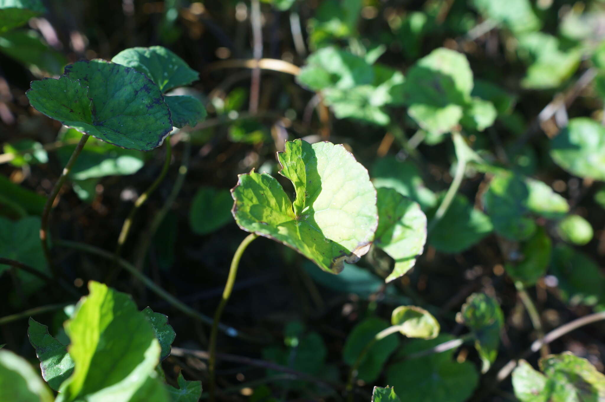 Image of Centella