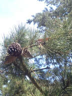 Plancia ëd Pinus radiata D. Don