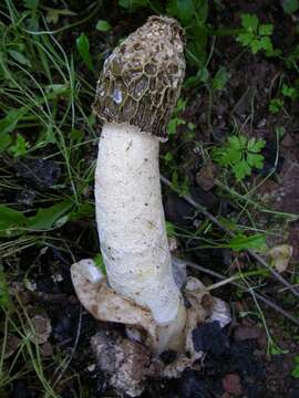 Image of Stinkhorn