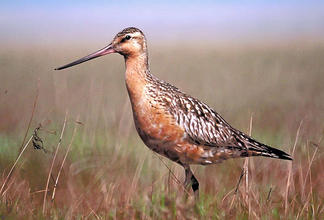 Image of Bar-tailed Godwit