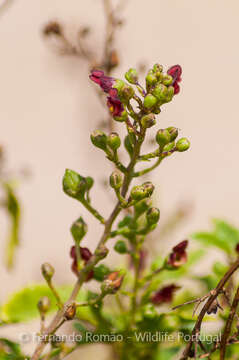 Image de Scrophularia sublyrata Brot.