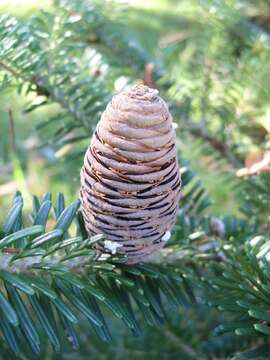 Abies nephrolepis (Trautv. ex Maxim.) Maxim. resmi