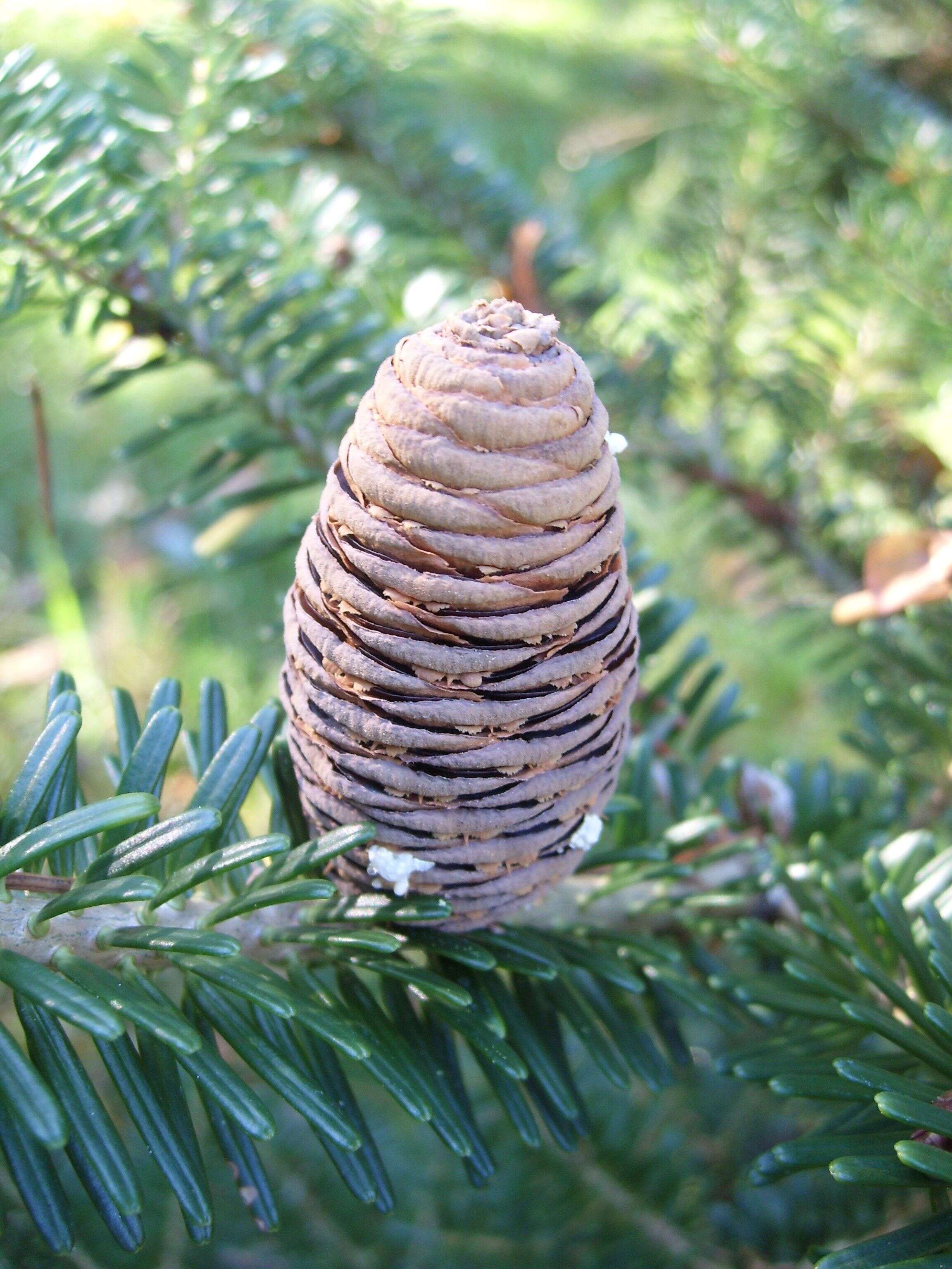 Image de Abies nephrolepis (Trautv. ex Maxim.) Maxim.