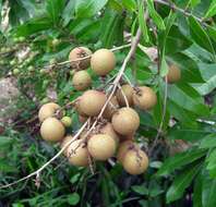 Image of longan