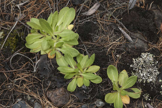 Image of Primula algida Adams