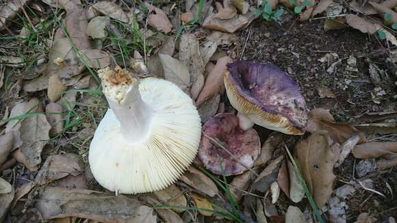 Image of Russula amoenicolor Romagn. 1962