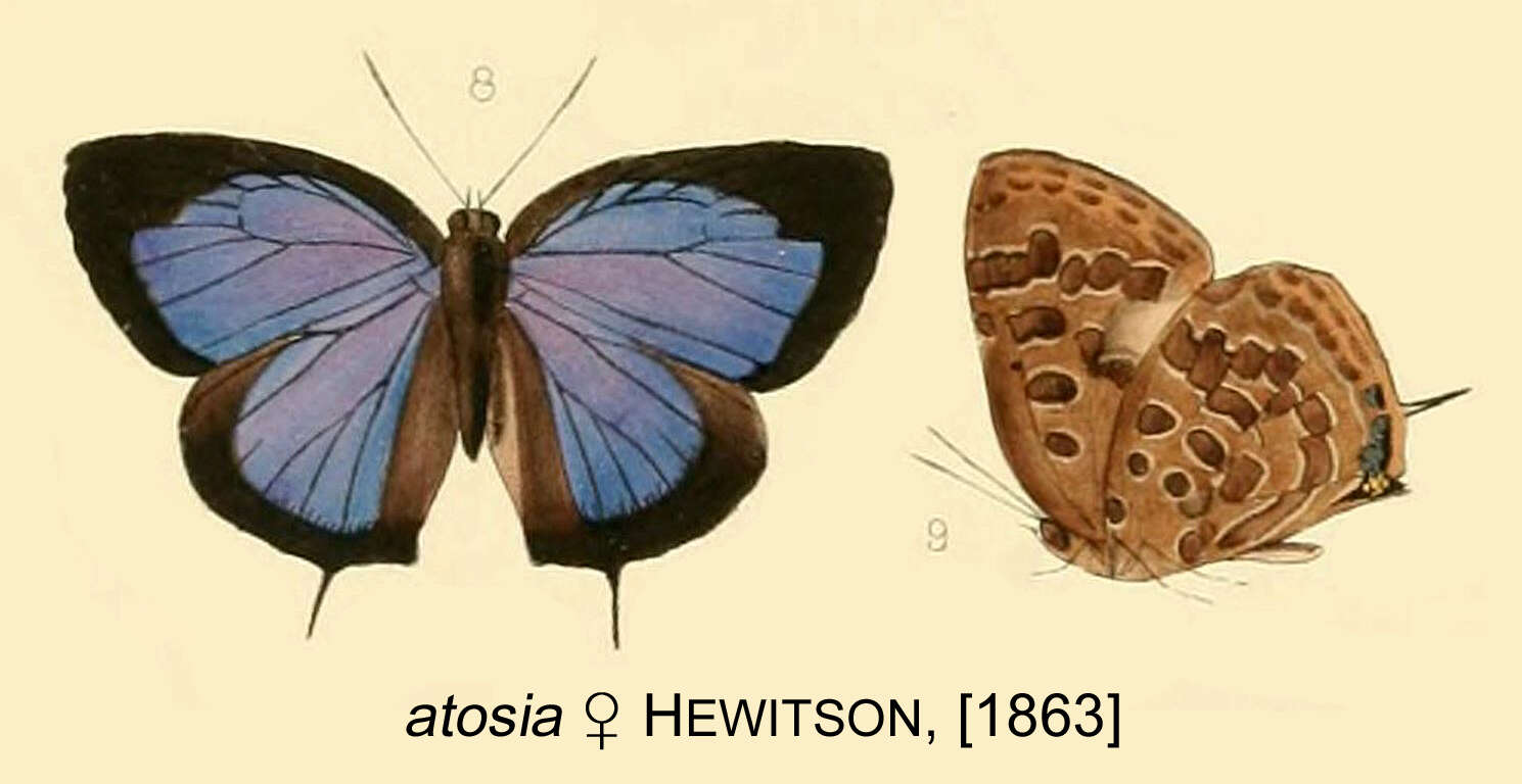 Plancia ëd Arhopala atosia (Hewitson (1863))