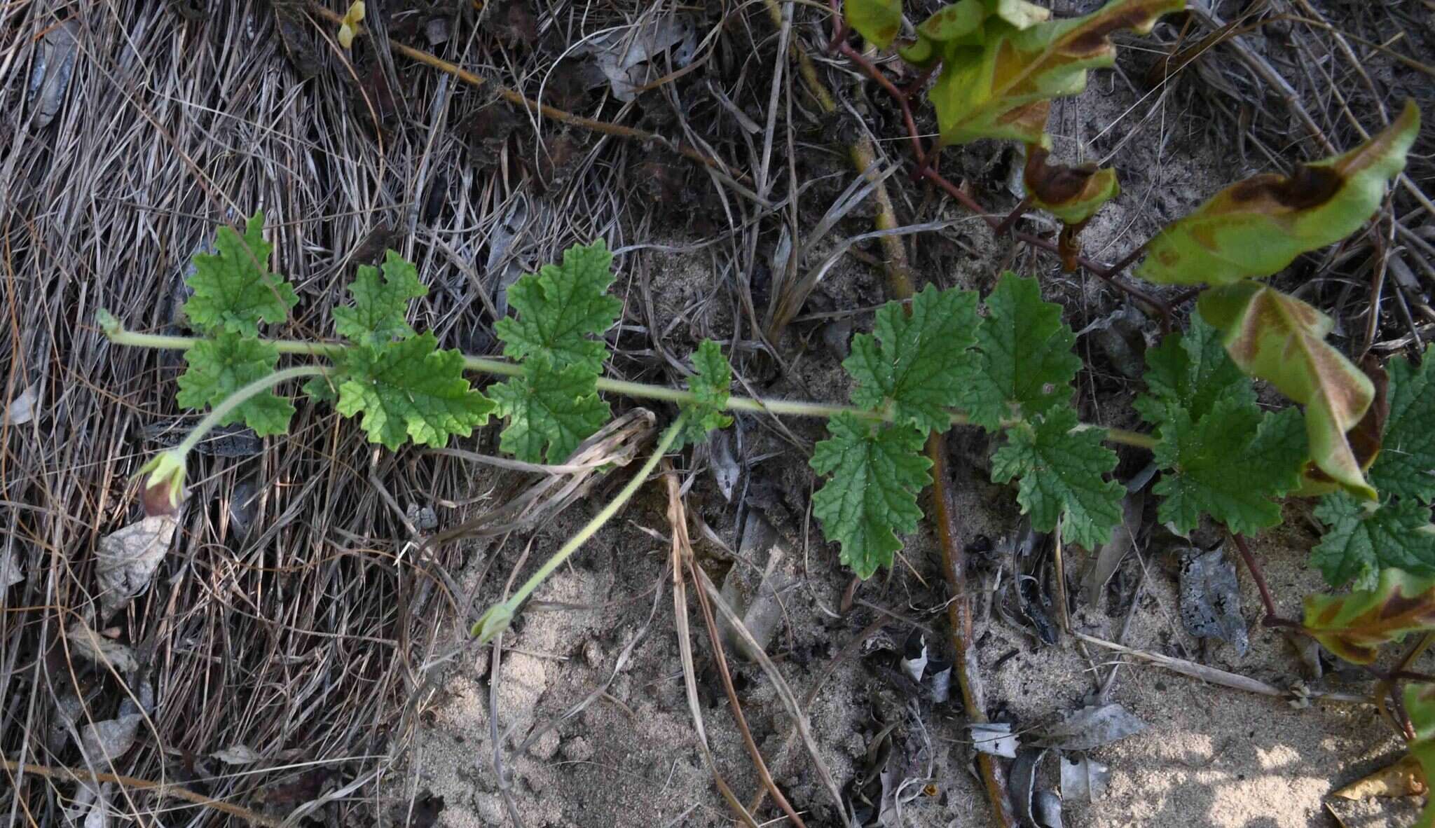 Plancia ëd Dicerocaryum forbesii (Decne.) A. E. van Wyk