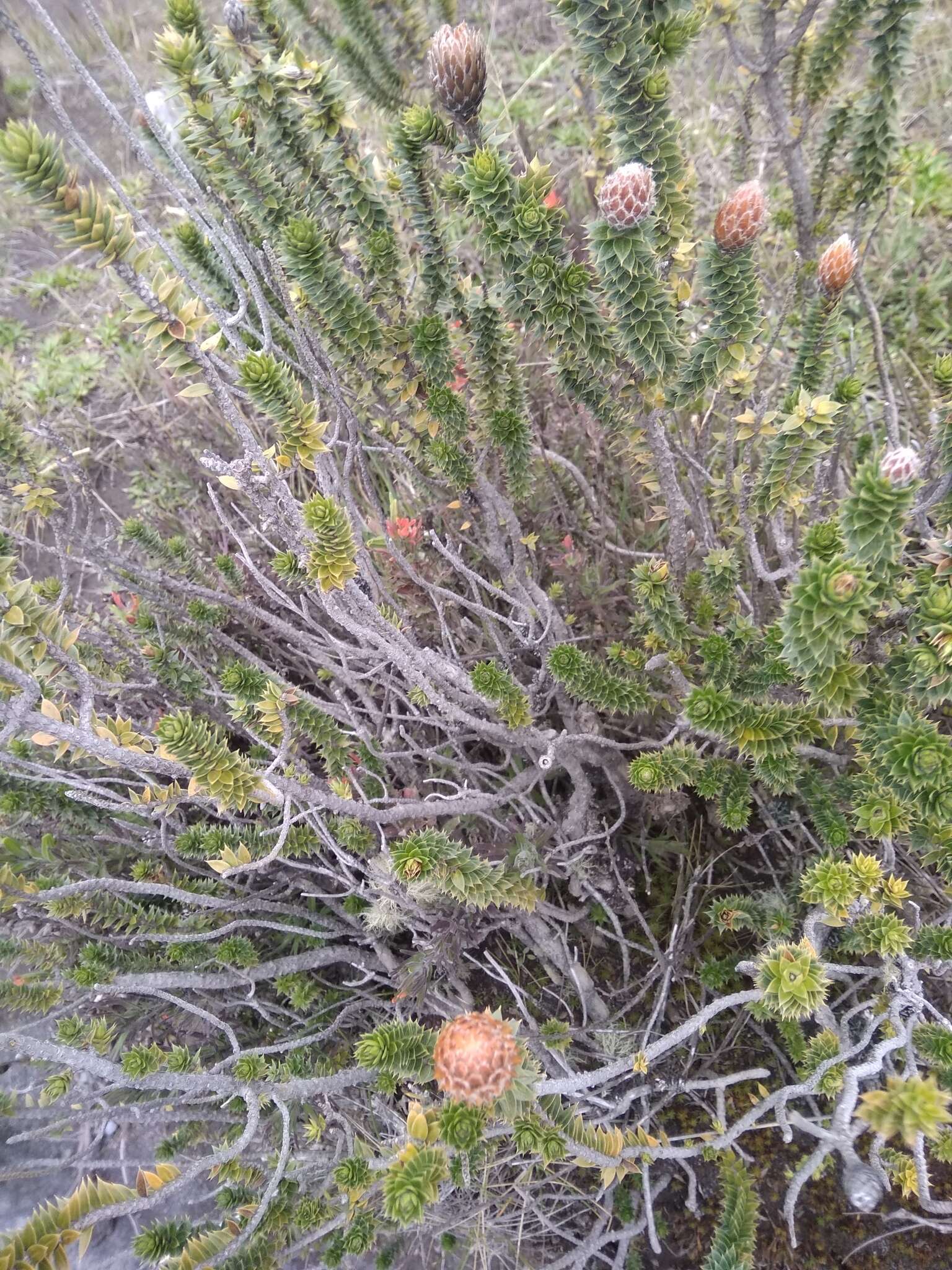 Image of flower of the Andes