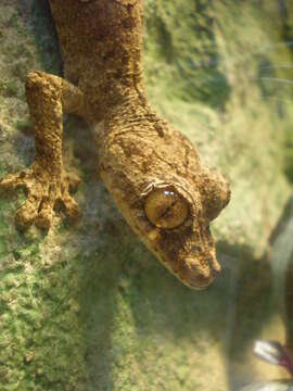 Image of Gunther's FIat-tail Gecko