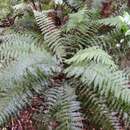 Image of single crepe fern