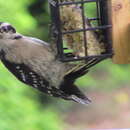 Dryobates pubescens pubescens (Linnaeus 1766) resmi