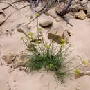 Image of featherleaf springparsley