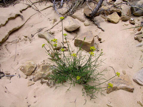 Image of featherleaf springparsley