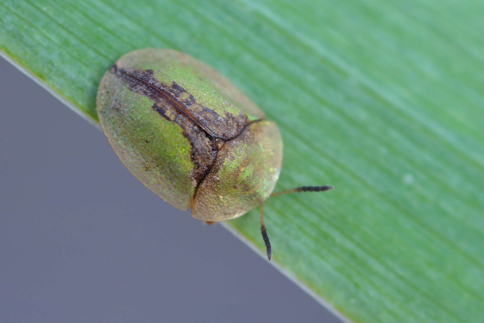 Image of Cassida (Cassida) vibex Linnaeus 1767