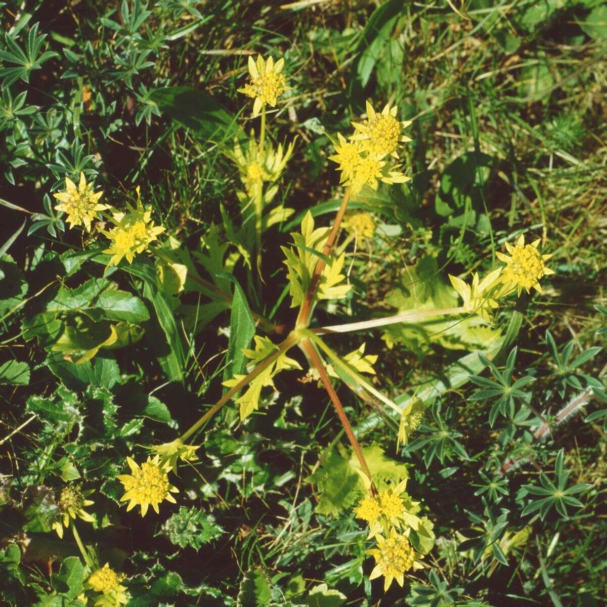 Image of Bear's-foot Sanicle