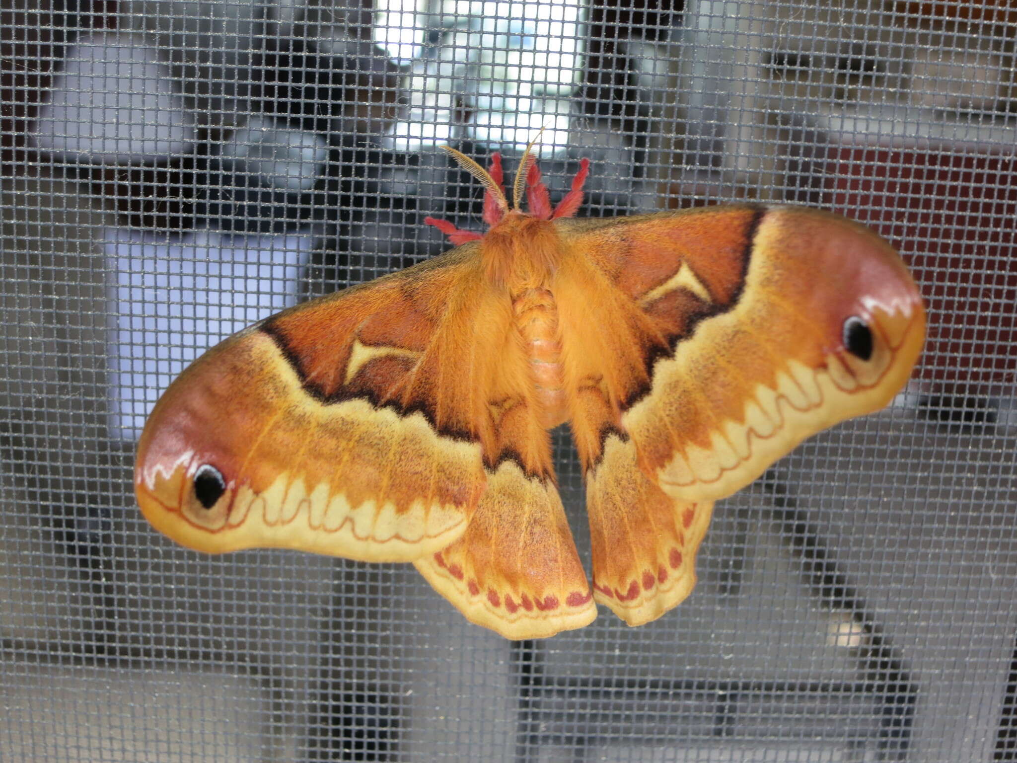 Image of Sweetbay Silk Moth