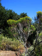 Image of Chaparral Broom