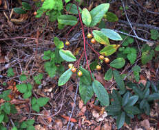 Image de Frangula californica (Eschsch.) A. Gray