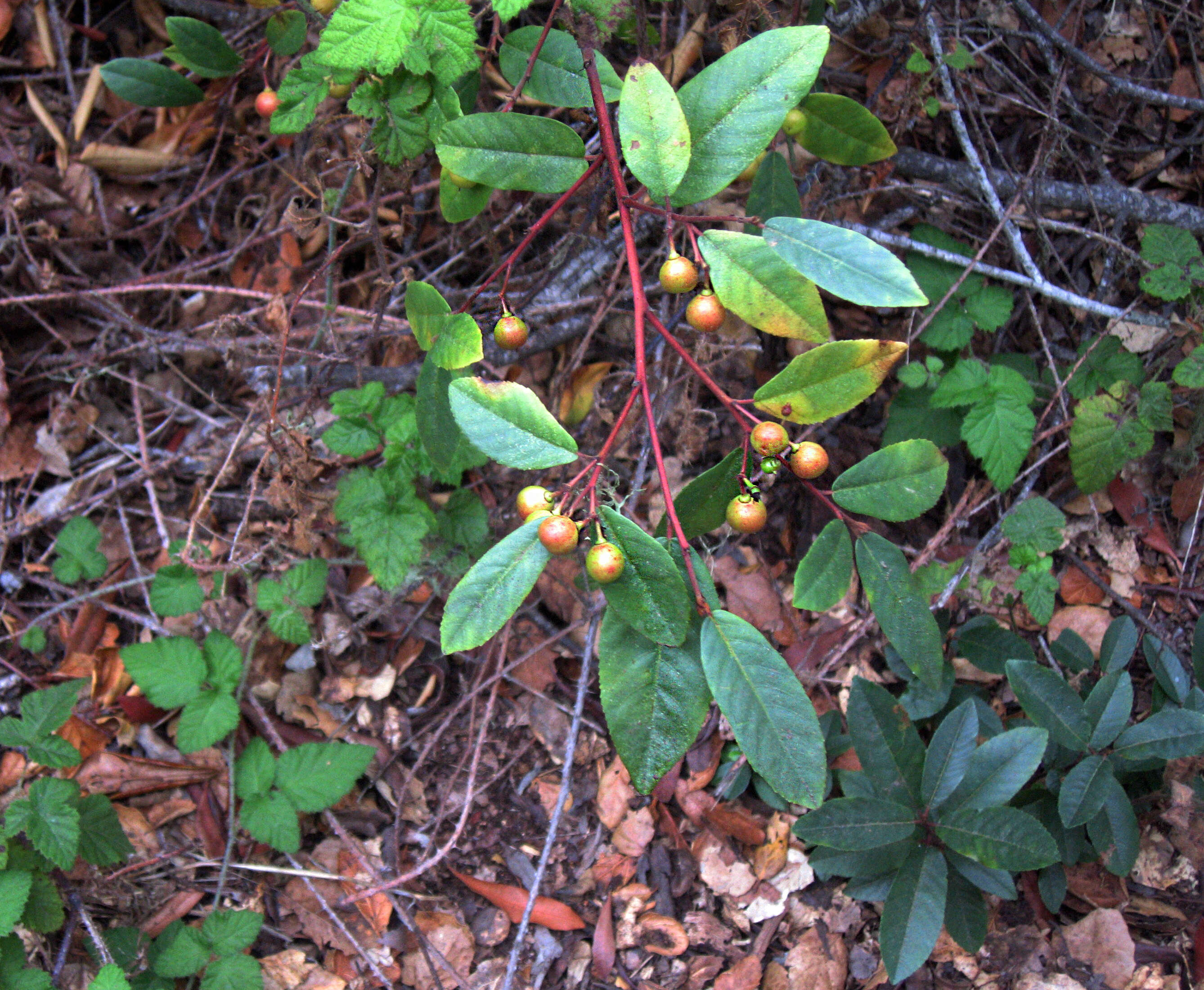 Image de Frangula californica (Eschsch.) A. Gray