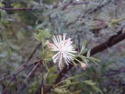 Imagem de Clematis drummondii Torr. & Gray