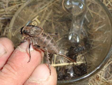 Image of Southern Barbed-wire Bush-cricket