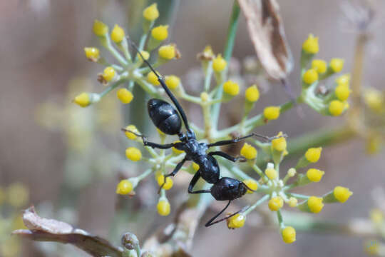 Image de Cataglyphis hispanicus (Emery 1906)