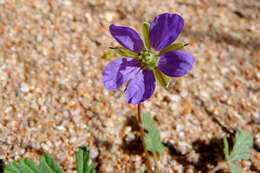 Image of Australian stork's bill