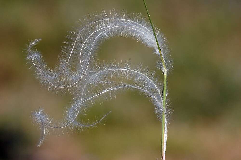 Image of European feather grass