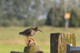 Image of Common Redshank