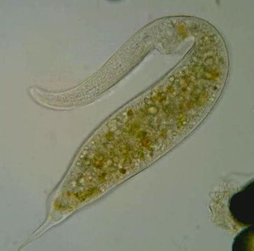 Image of Dileptus
