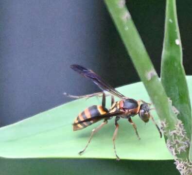 Image of Polistes snelleni de Saussure 1862