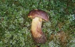 Image de Butyriboletus brunneus (Peck) D. Arora & J. L. Frank 2014