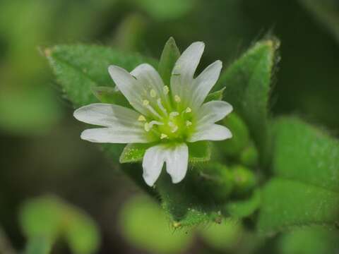 Image of common mouse-ear chickweed