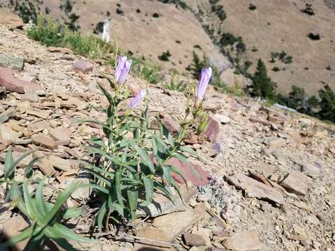 Sivun Penstemon lyalli (A. Gray) A. Gray kuva