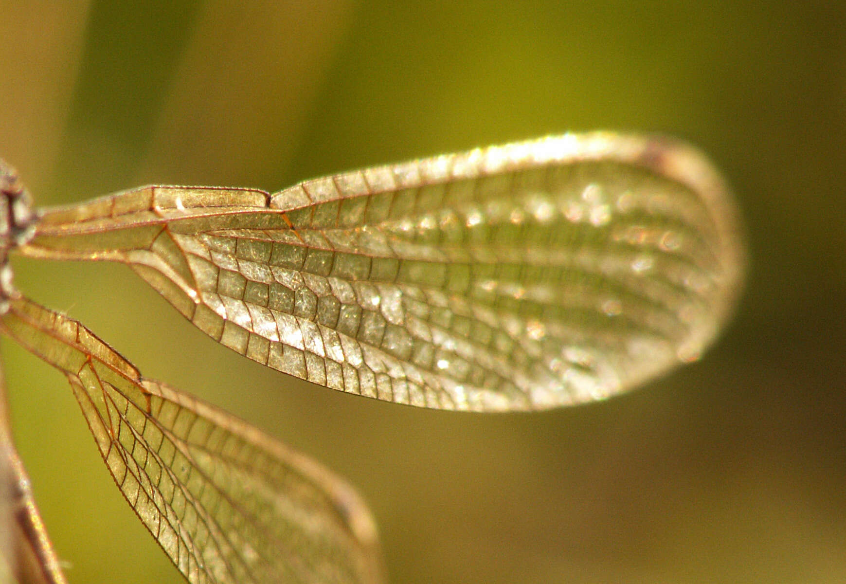 Image of Migrant Spreadwing