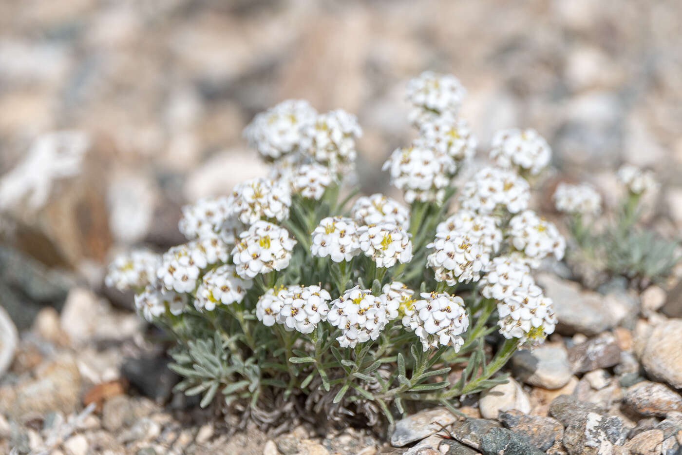 Image of Alyssum tenuifolium Stephan