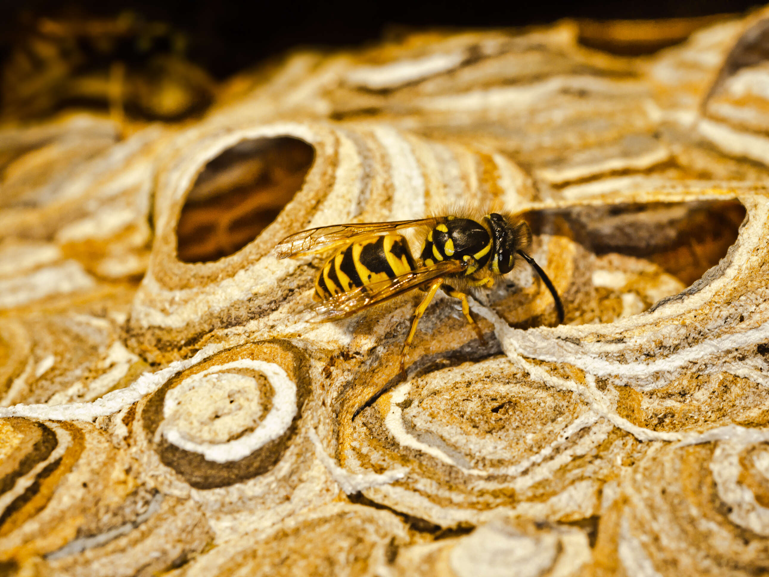 Image of Common wasp