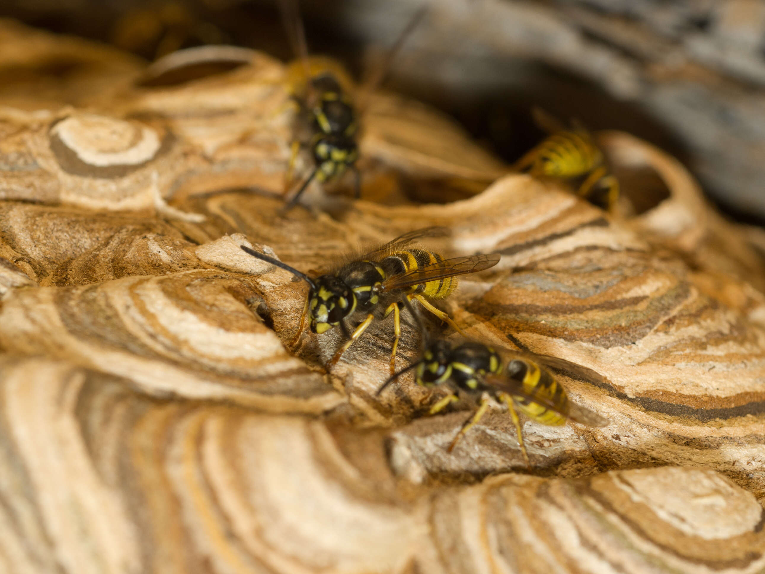 Image of Common wasp